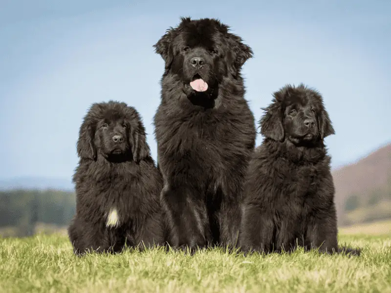 newfoundland dog-family