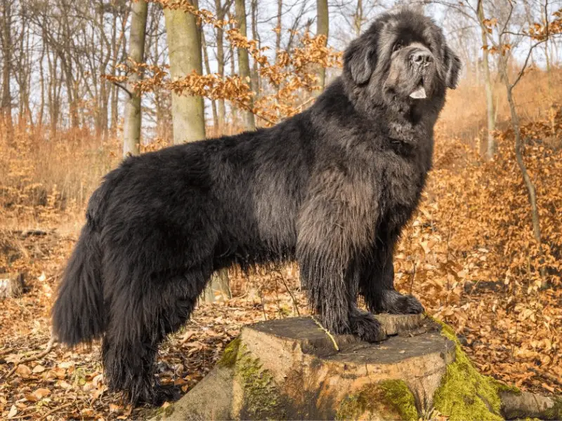 newfoundland dog size