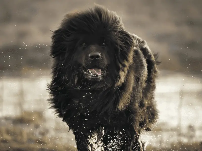 newfoundland dog size