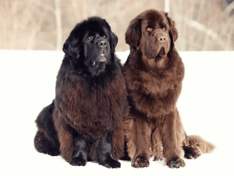 newfoundland dog size