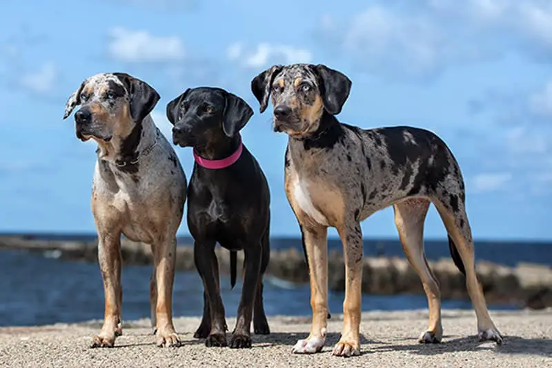 catahoula leopard dog size