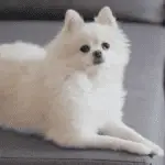 small dog breed pomeranian