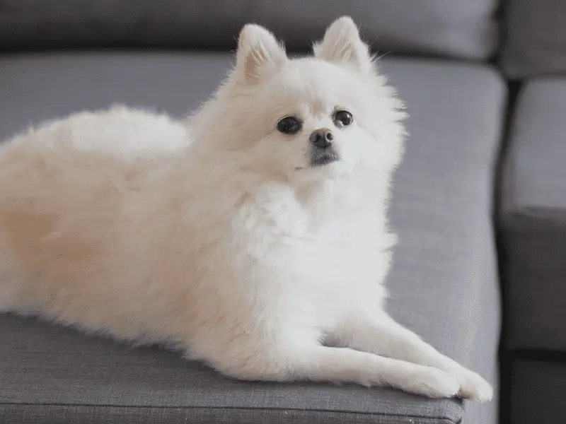 Is a Small Dog Breed Pomeranian A Good Companion Dog?