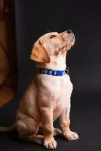 Dog Training Small Dogs - Labrador Retriever