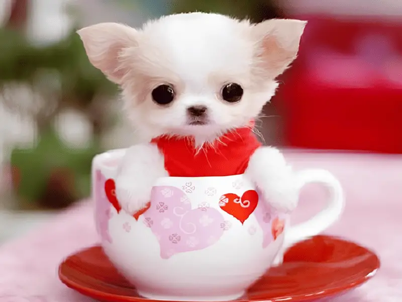 teacup size dogs
