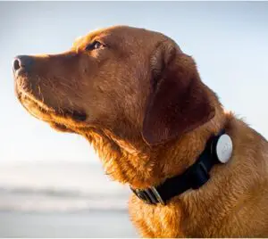 Dog Whistle App: New Tech Innovation for Your Dogs Health